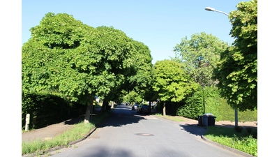 Die Merheitsgruppe will die Kosten ermitteln, die für die Sanierung der Staatsrat-Lorenz-Straße bei Erhalt der Bäume anfallen würden.  (Foto: bb)
