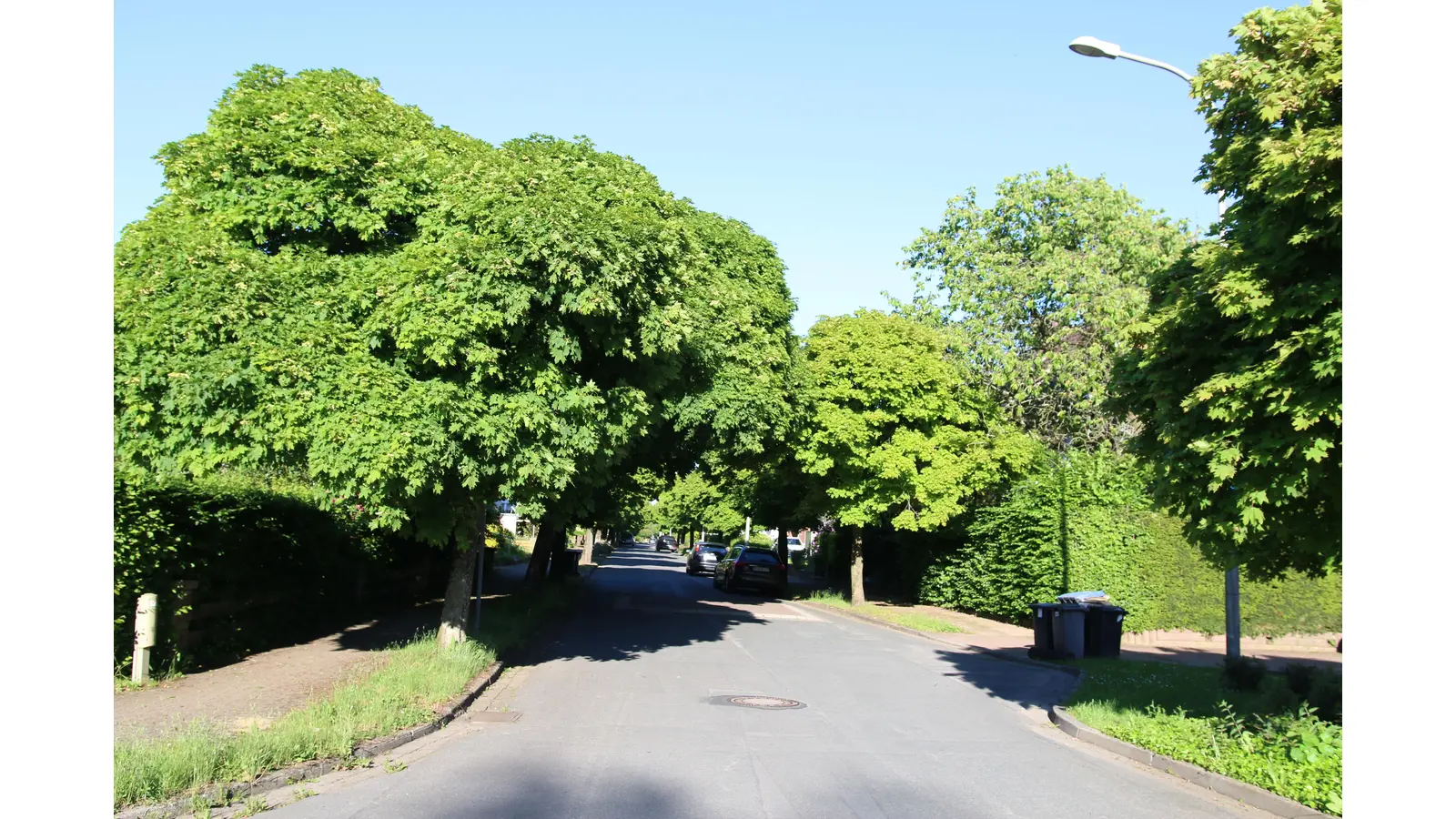 Die Merheitsgruppe will die Kosten ermitteln, die für die Sanierung der Staatsrat-Lorenz-Straße bei Erhalt der Bäume anfallen würden.  (Foto: bb)