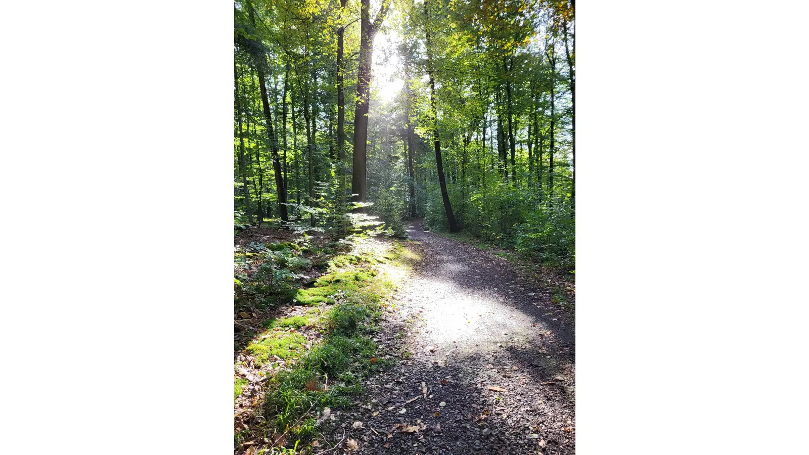 Im Loccumer Wald: Der Weg der Zisterzienser.