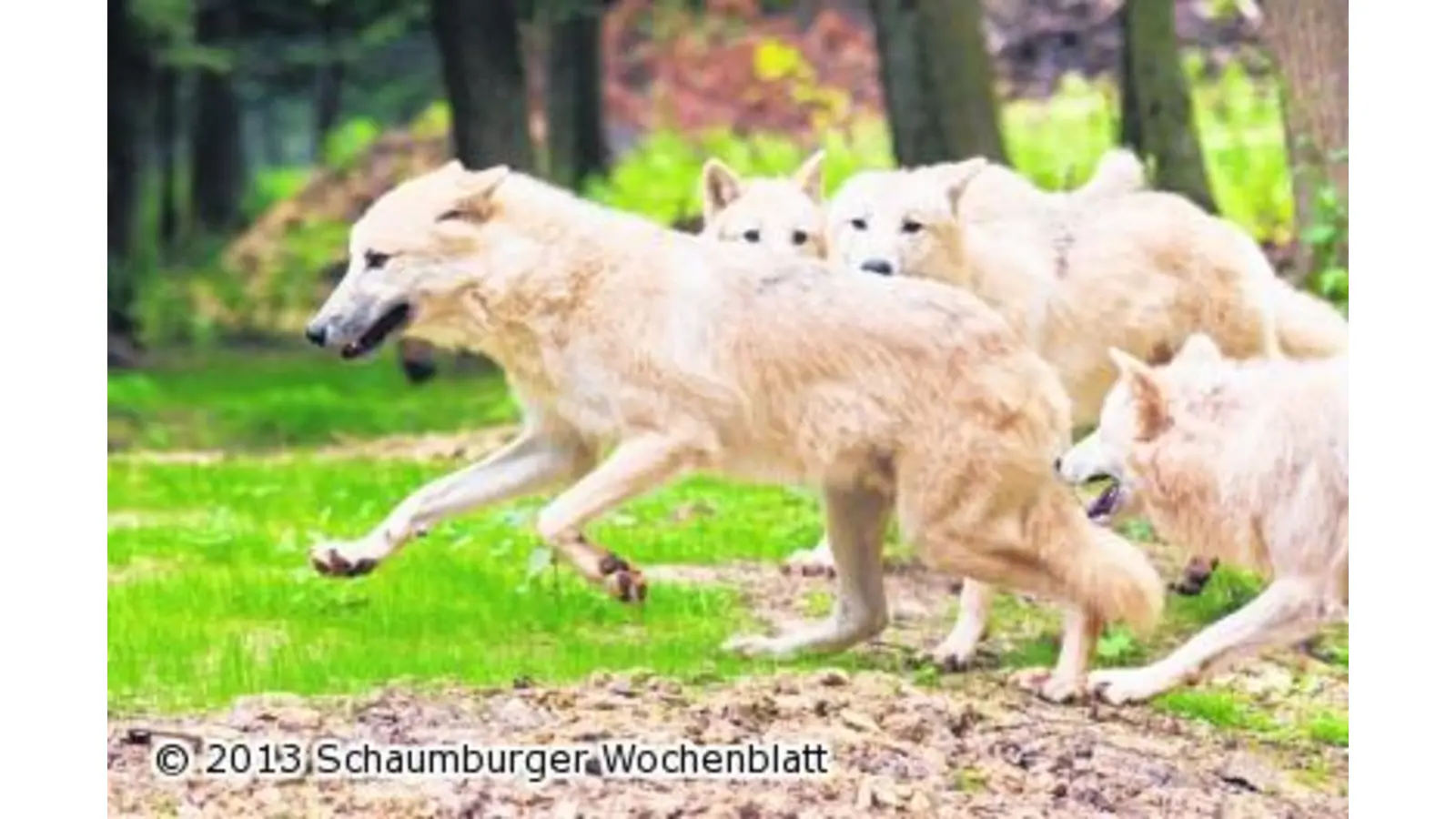 Einmal mit den Wölfen heulen (Foto: em)