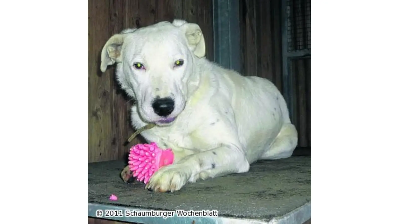Labrador sucht ein Zuhause (Foto: wtz)