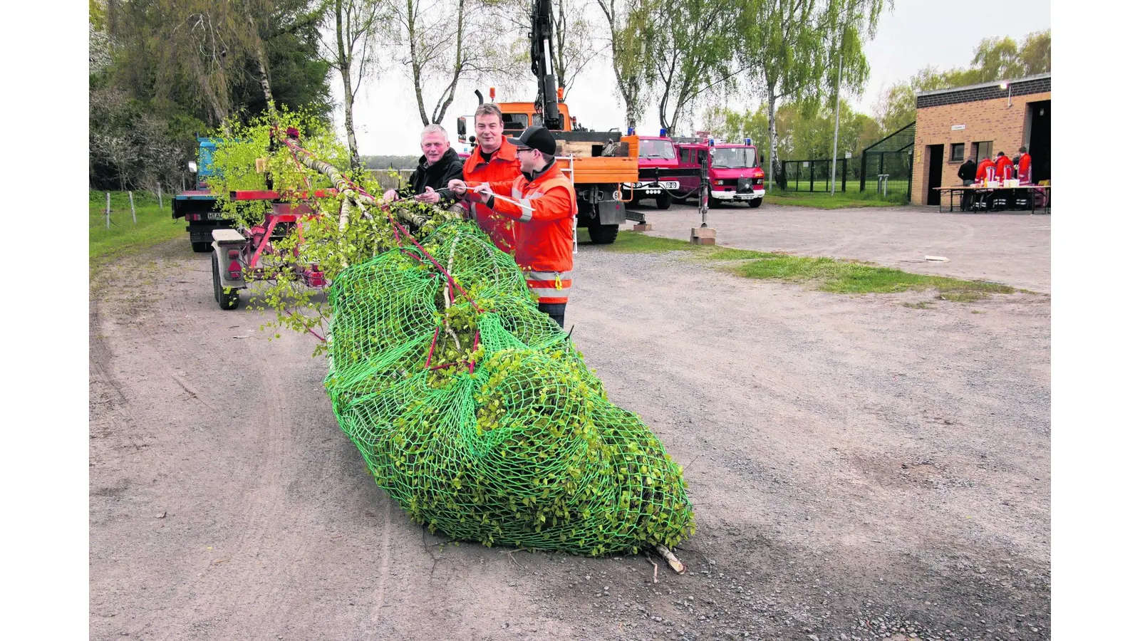 Maibaum-Birke ist 19 Meter lang (Foto: gi)