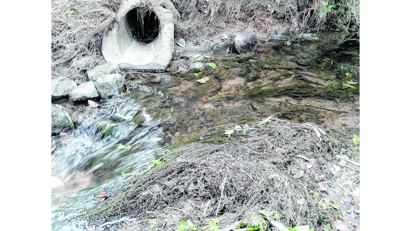 Wasserpflanzen verstopfen die Durchlässe des Haster Baches (Foto: jl)