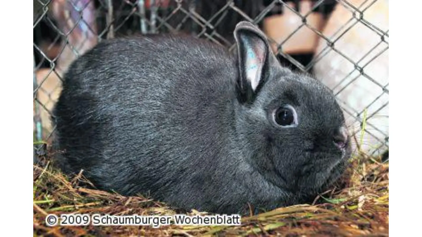 Kaninchen in der Lieth-Halle (Foto: em)