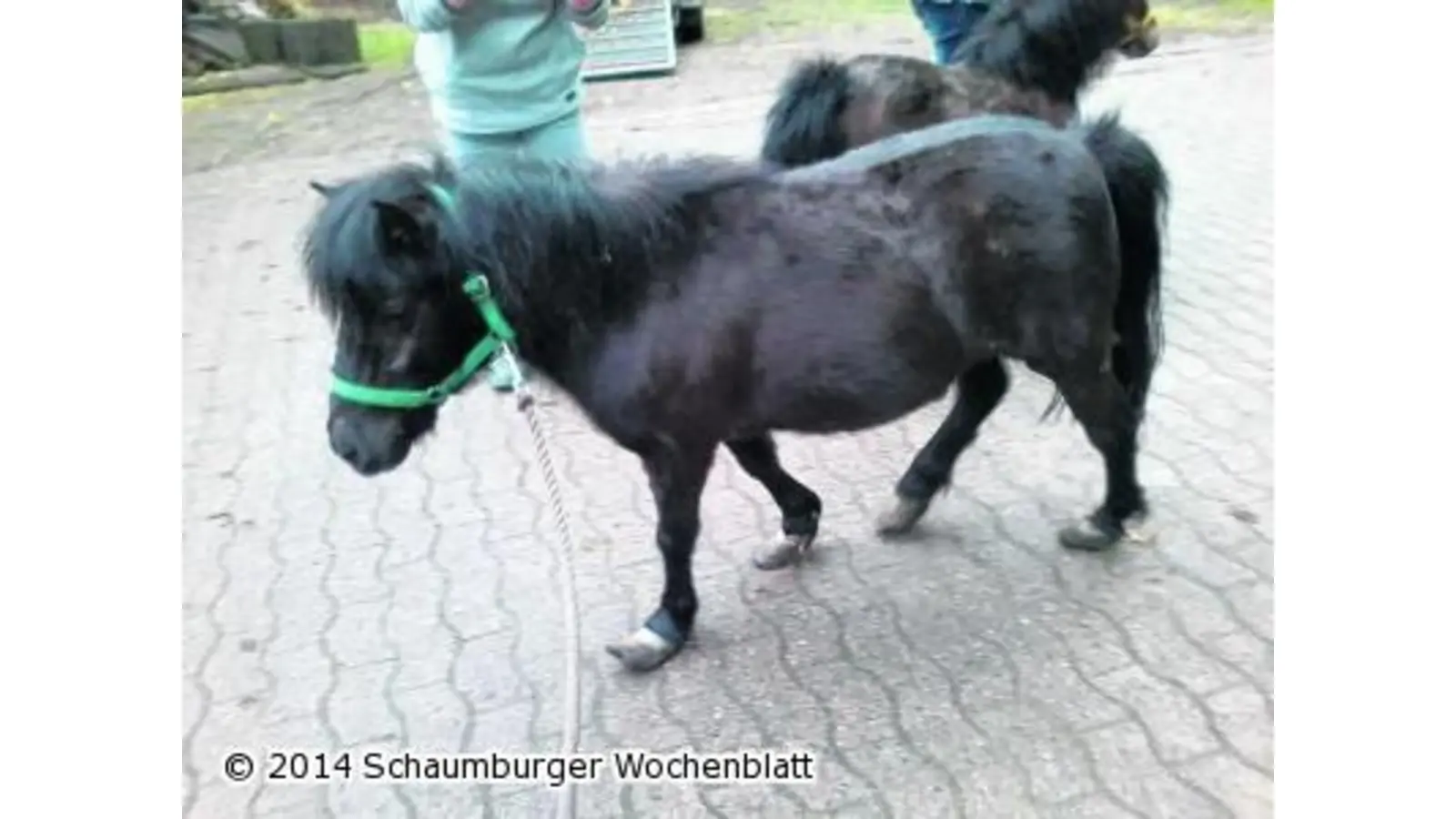 Halbverhungert in zentimeterhohem Mist (Foto: red)