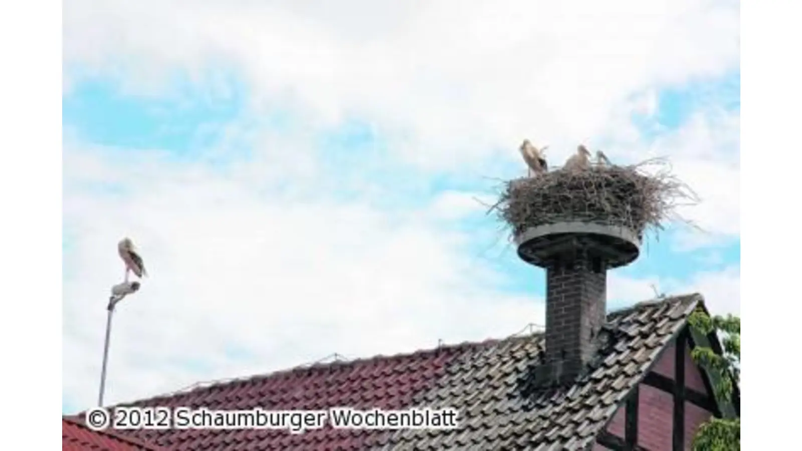 Der Weißstorch-Aufwärtstrend im Schaumburger Land hält weiter an (Foto: red)