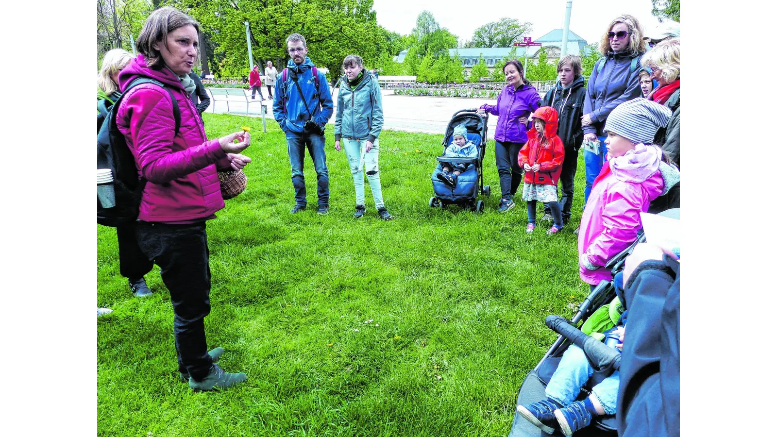 Löwenzahnblüten liefern schmackhaften Gelee (Foto: al)