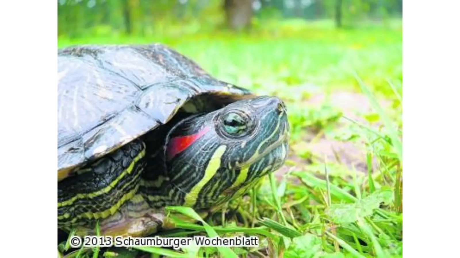 Eine Schildkröte in Rodenberg gefunden (Foto: em)