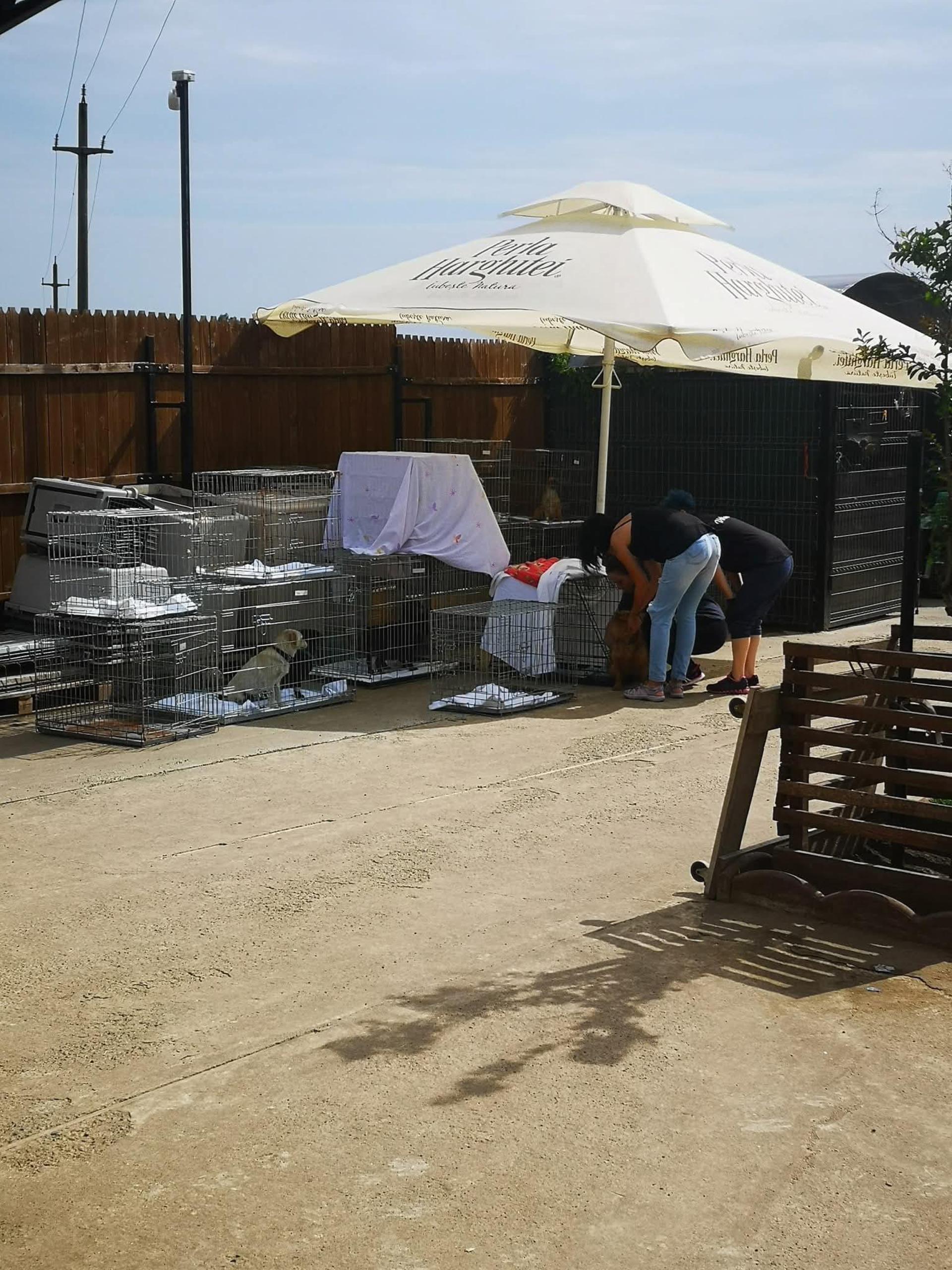 Die Helfer fangen vor Ort Hunde zur Kastration ein. (Foto: privat)