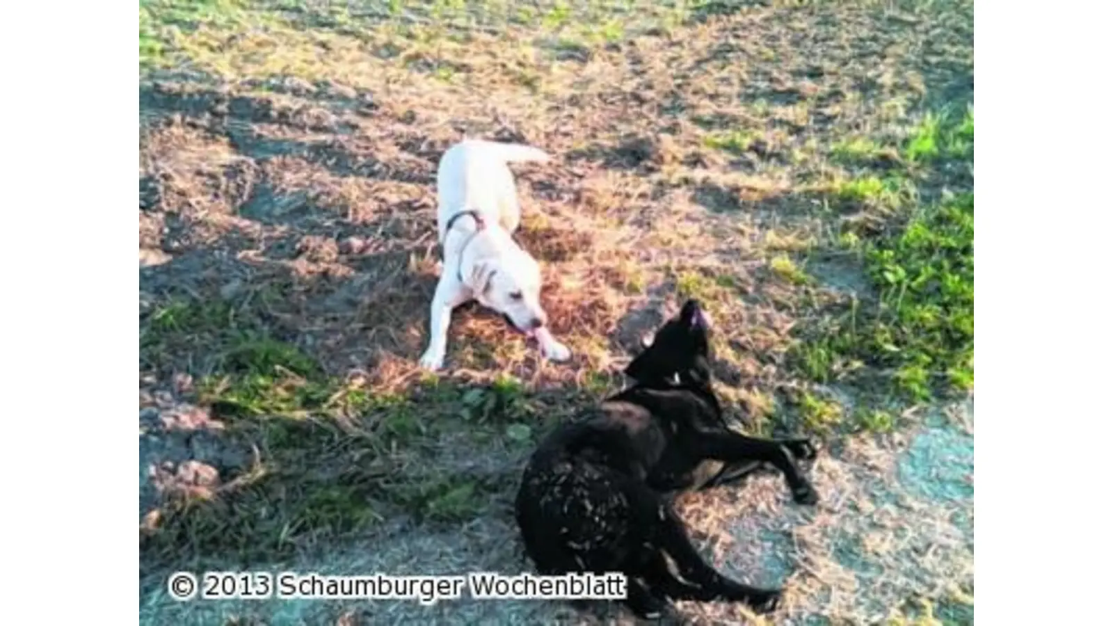Campingplatz soll Hundefreilauf werden (Foto: red)