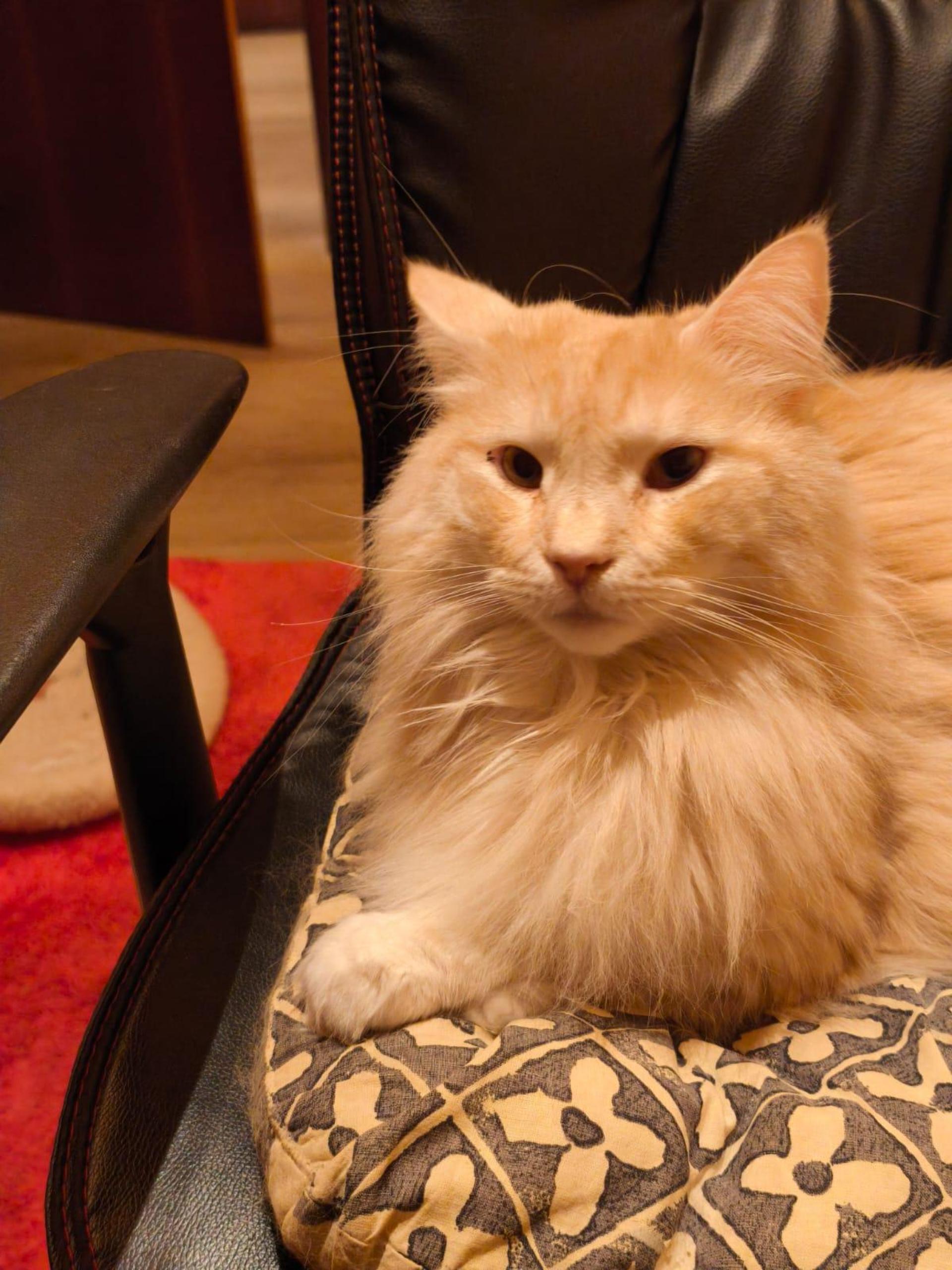 Katzen Top Ten - nicht nach der Platzierung sortiert. (Foto: *privat)