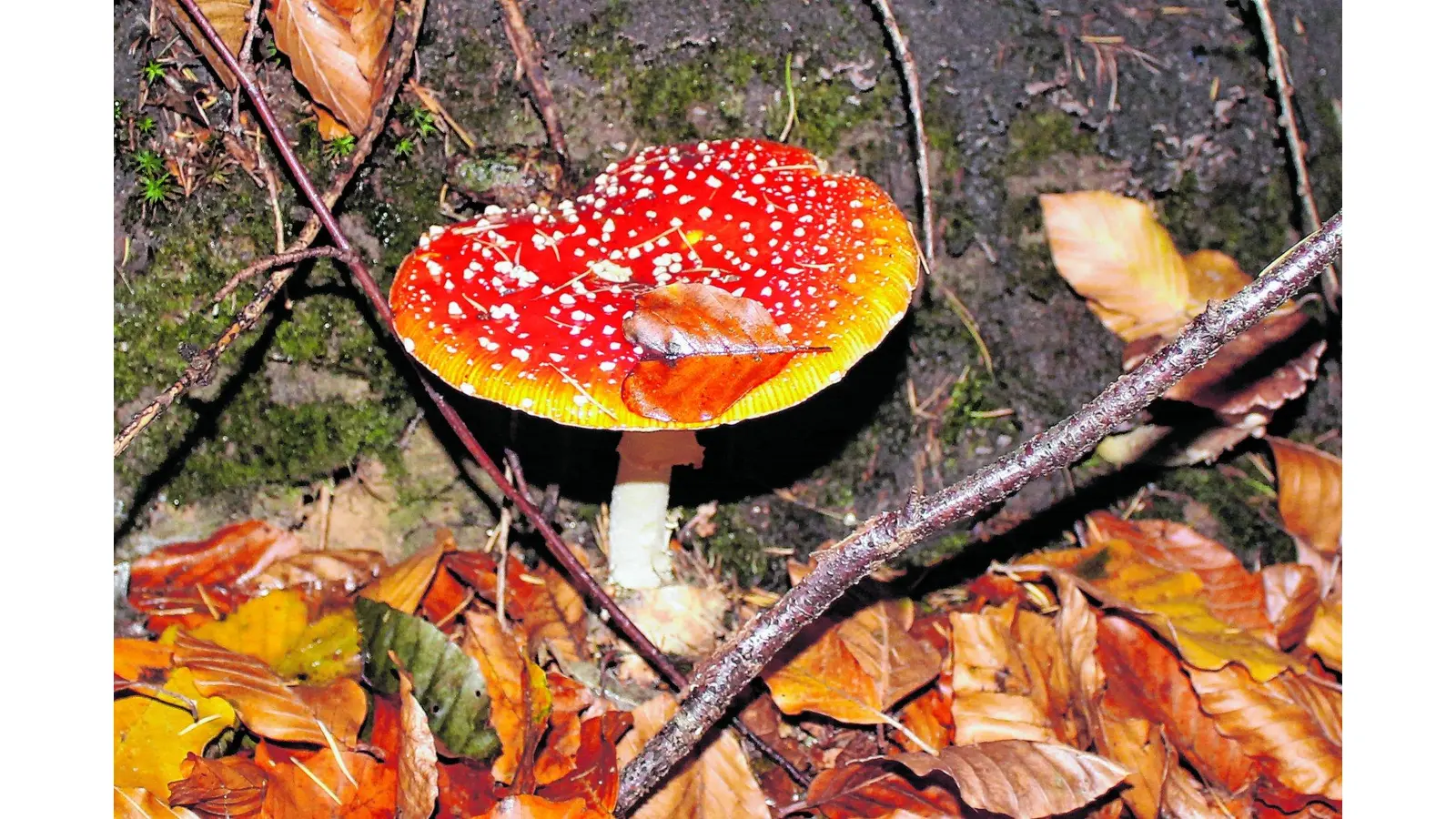 Kinder für die spannende Pilz-Welt begeistern lernen (Foto: jan)