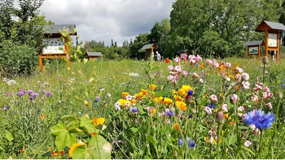Der Bienenschaugarten „Melissa“ braucht eine Frischzellenkur und fleißige Hände werden am Samstag, 23. August, gerne gesehen, um beim „Spätjahresputz“ mitzuhelfen. (Foto: ste)