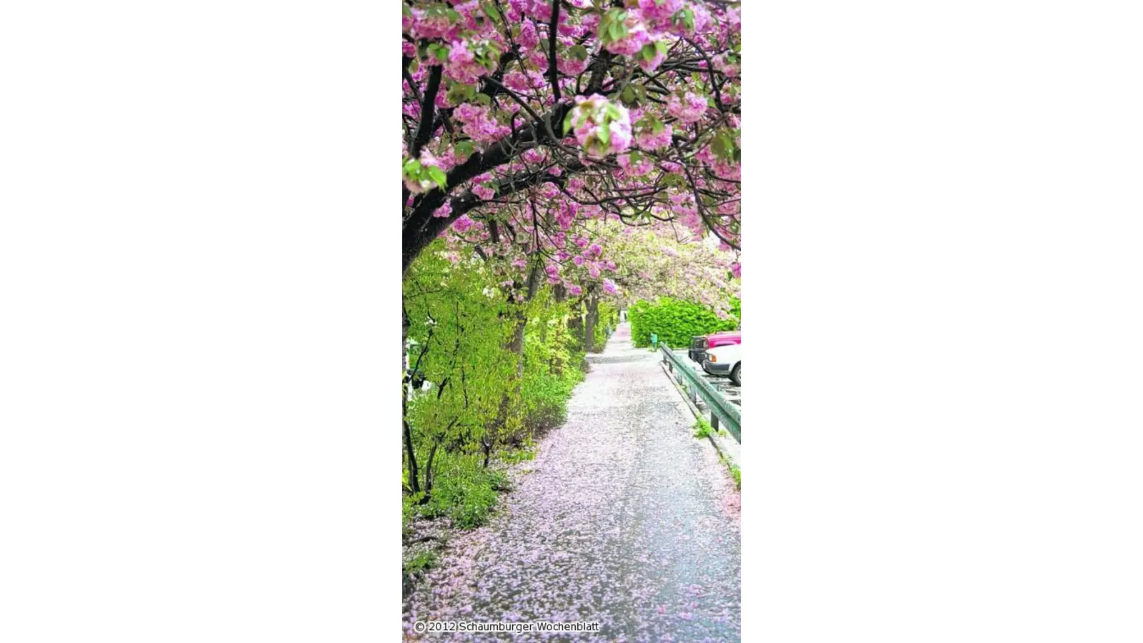 Zierkirsche beschert dem Frühling ein Blütenmeer (Foto: km)
