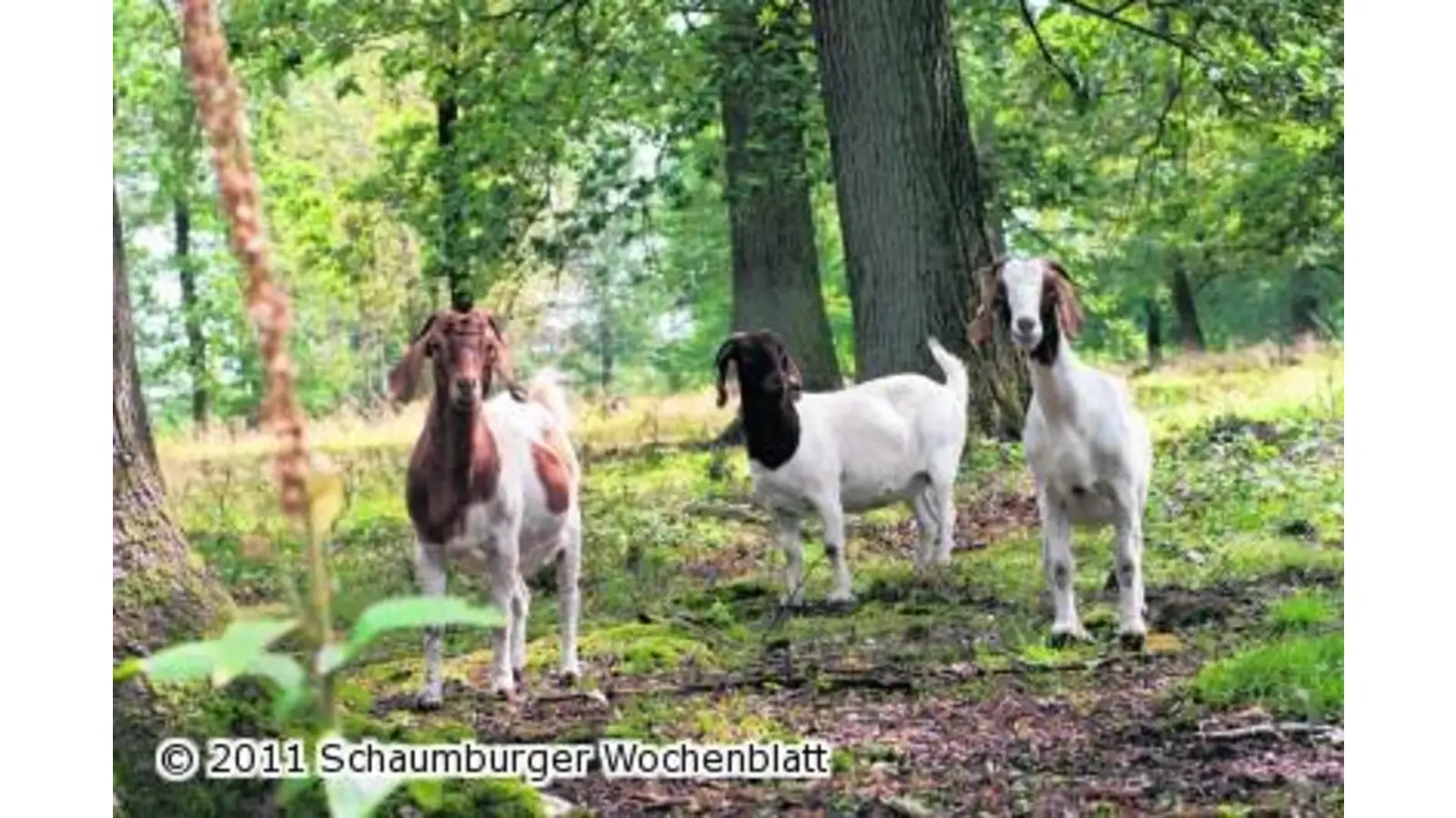 Ziegen erhalten das Kulturdenkmal im Wald (Foto: em)