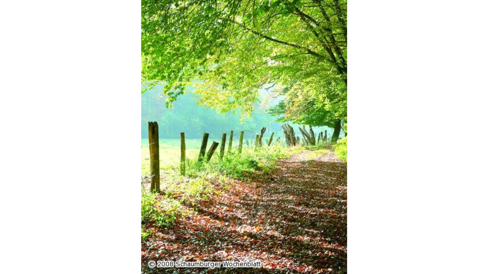Herbst zieht Farbregister (Foto: al)