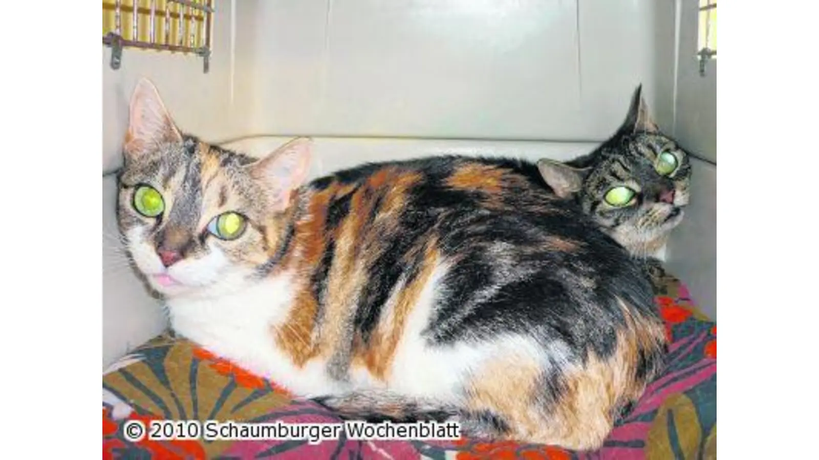Zwei Stubentiger brauchen dringend eine neue Bleibe (Foto: wtz)