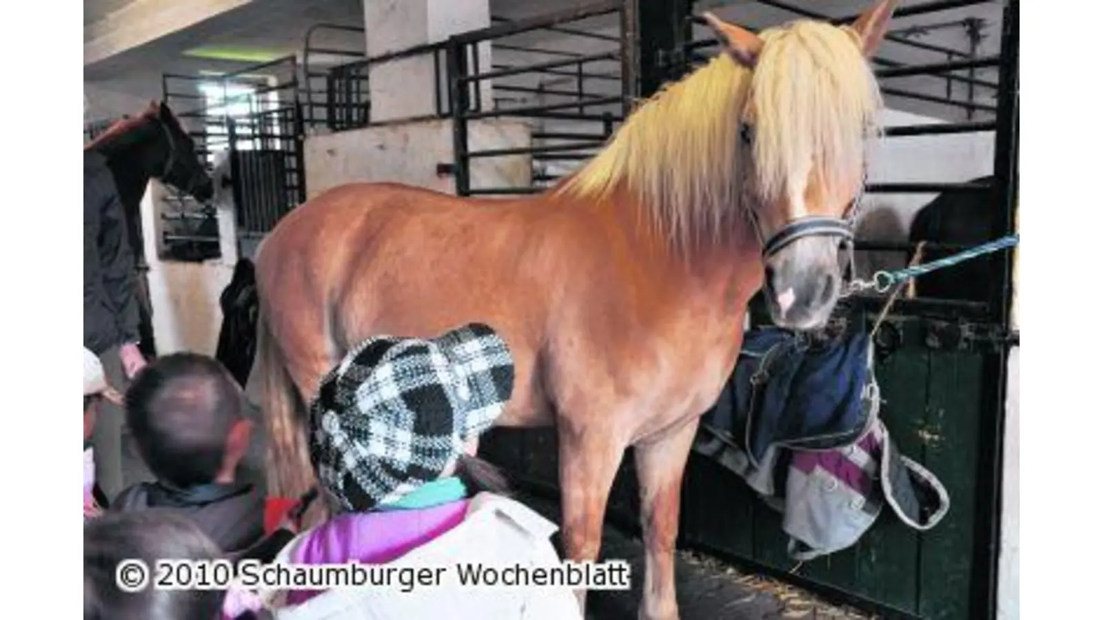 Rasselbande hoch zu Ross (Foto: nb)