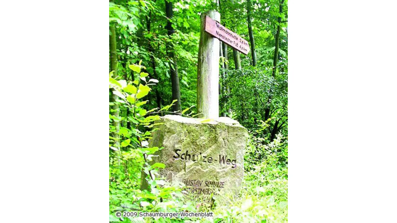 Neues aus heimischen Grün (Foto: al)