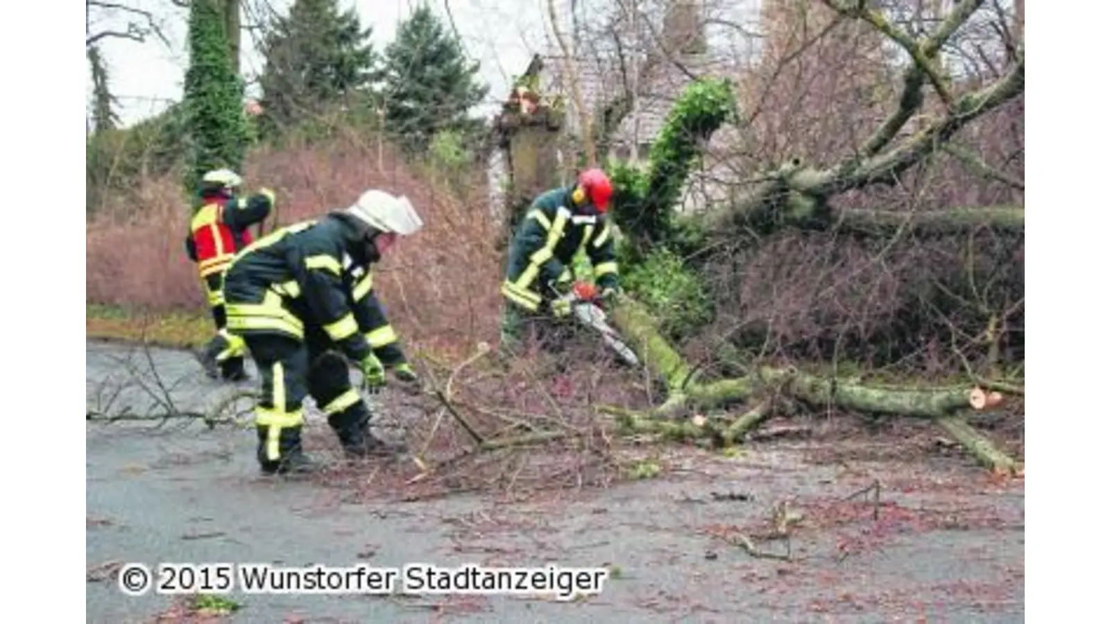 Alte Linde in der Mitte abgeknickt (Foto: tau)