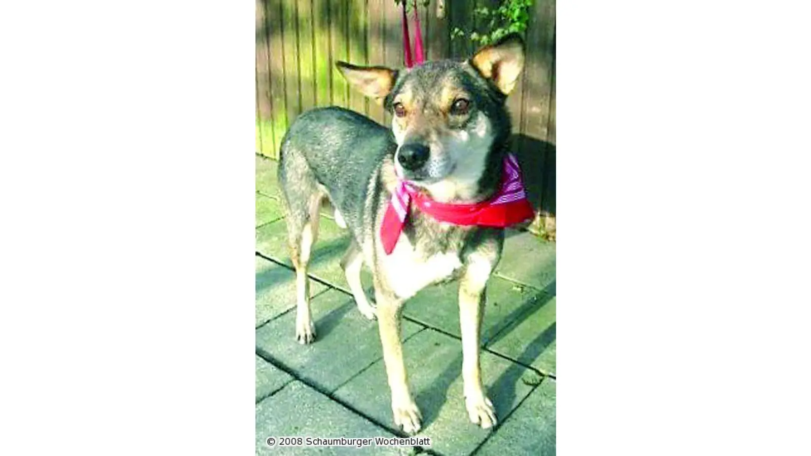Familienhund sucht ein Zuhause (Foto: wtz)