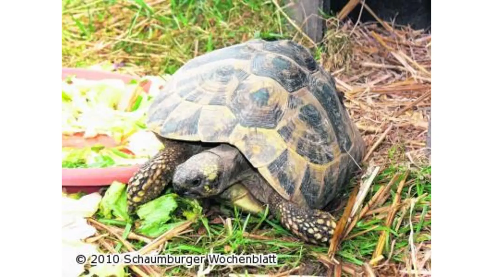 Landschildkröten sind aktiv (Foto: em)