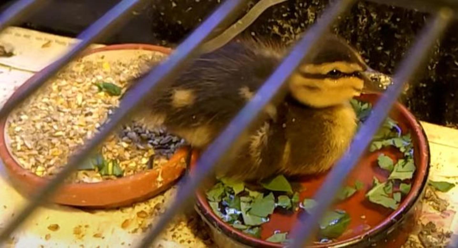 Beim Tierschutz kam das Küken zunächst in die Quarantäne. (Foto: nd)