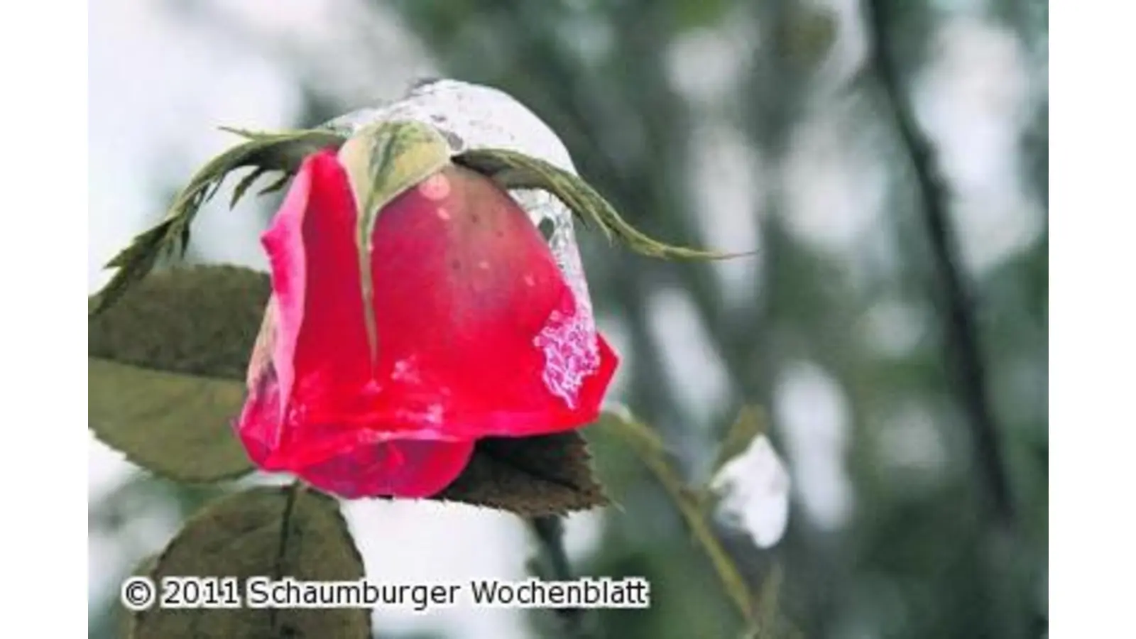 Mitten im kalten Winter (Foto: red)