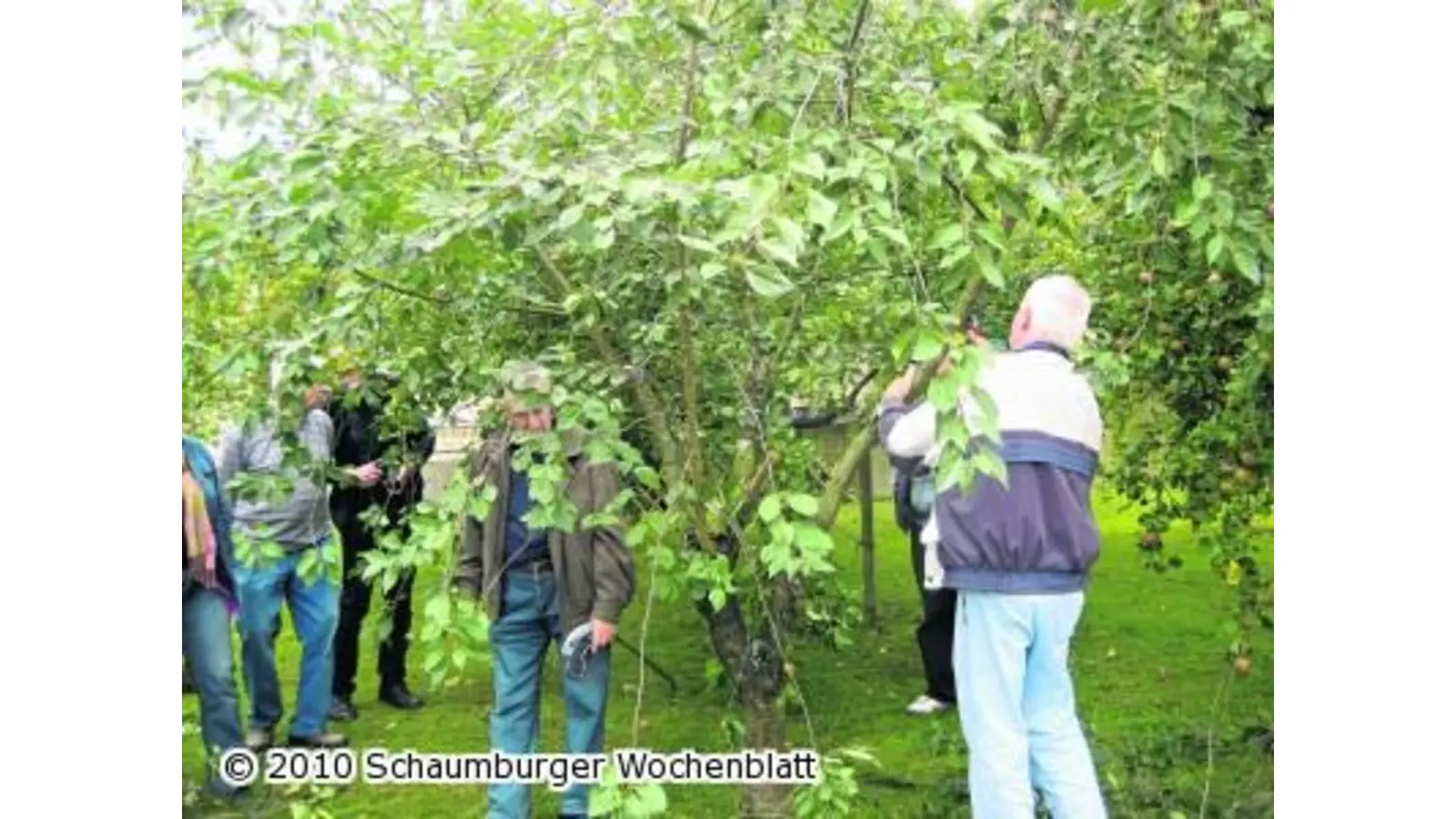 Richtiger Schnitt zur richtigen Zeit (Foto: ste)