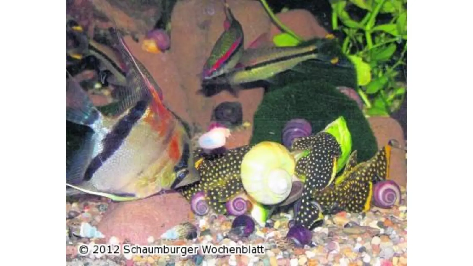 Zierfische und Wasserpflanzen (Foto: jo)