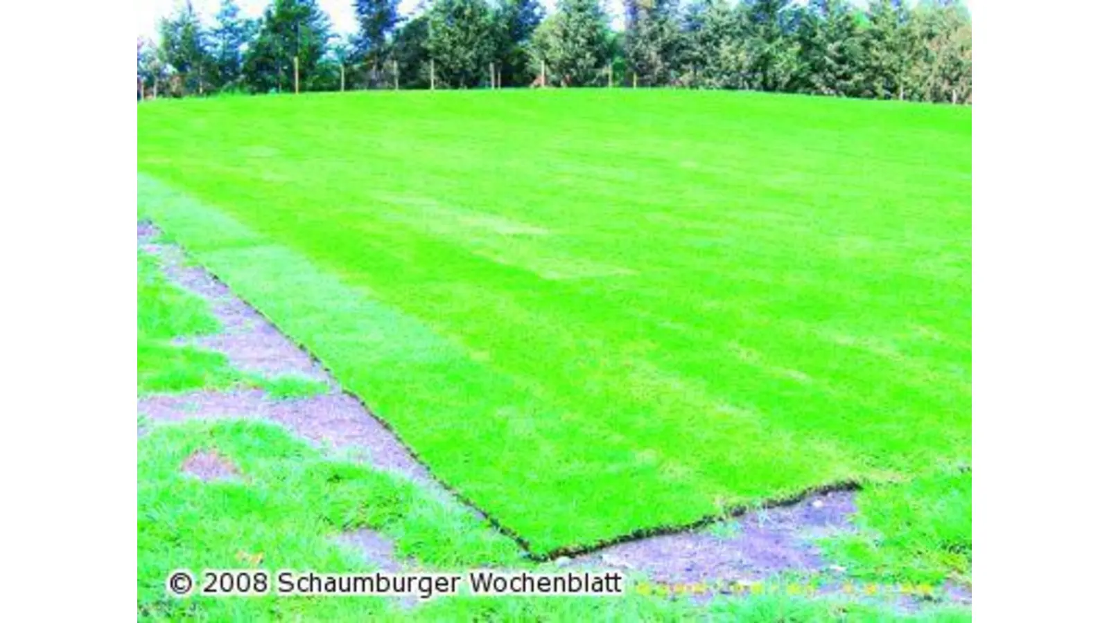 Der grüne Teppich ist ausgerollt (Foto: red)