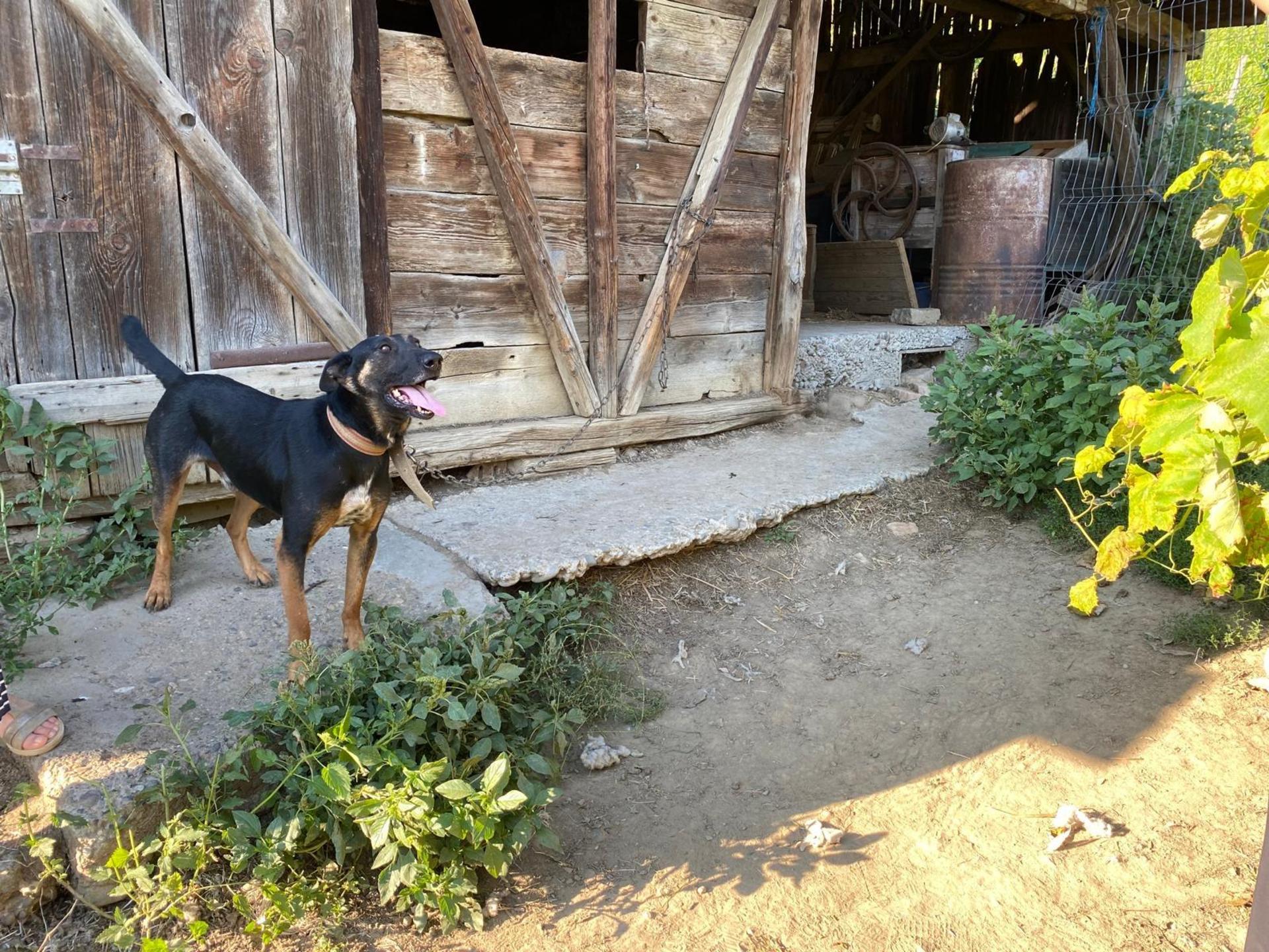 Sir gehört zu den Kettenhunden, die der Verein jetzt retten möchte. (Foto: privat)