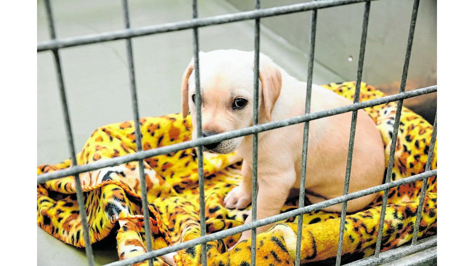 Vorsicht geht vor Tierliebe (Foto: tau)