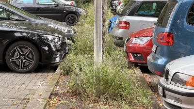 Problemzone Parkplatz Wallstraße. Gegen die parkenden Fahrzeuge und die in den Rabatten rumtrampelnden Autofahrer haben die Pflanzen keine Chance. (Foto: ste)