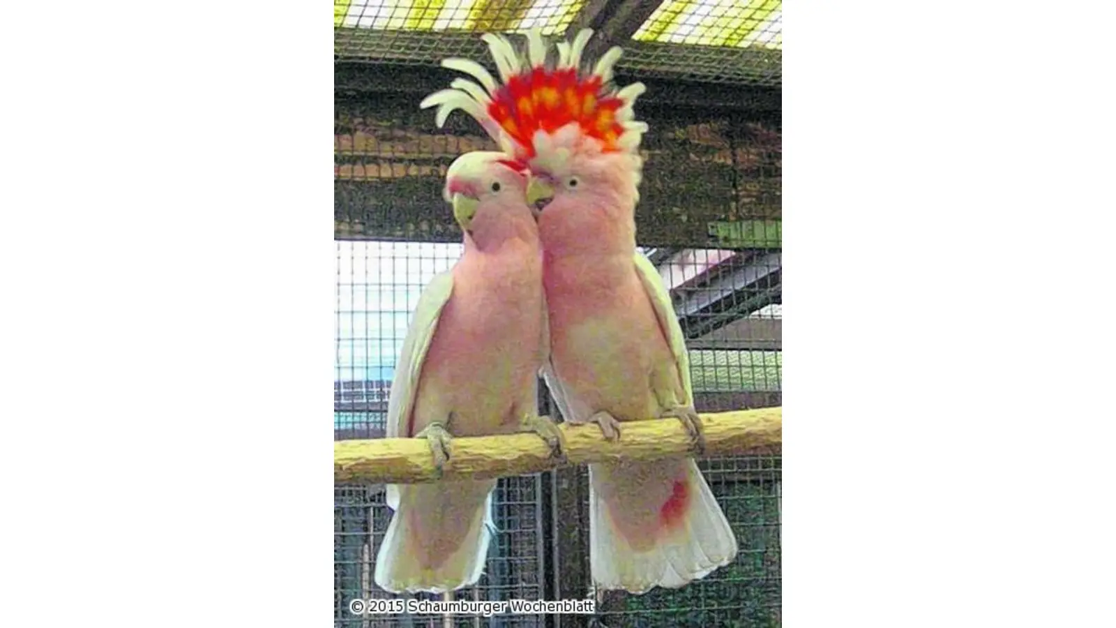 Börse für Vögel und Kleintiere (Foto: pp)