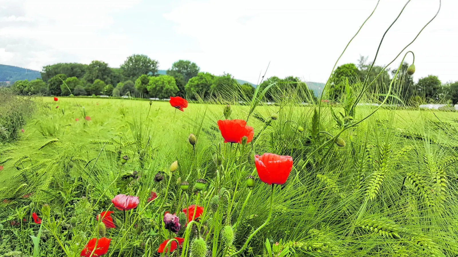 Landwirten nach Start des Volksbegehrens ist nach Berichterstattung aufgekommen (Foto: red)