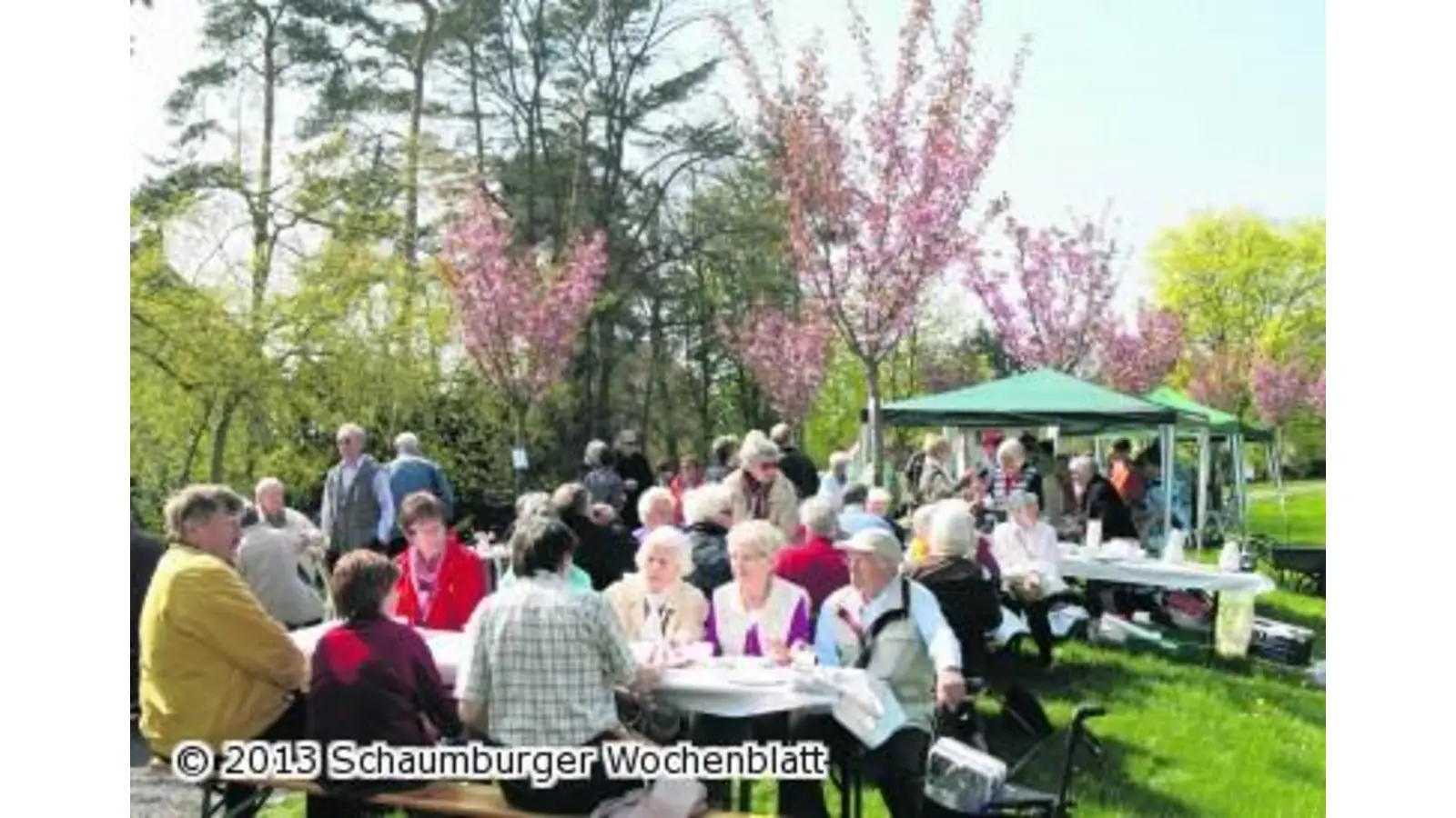 Die Kirschbaum-Allee ist bald wieder komplett (Foto: bb)