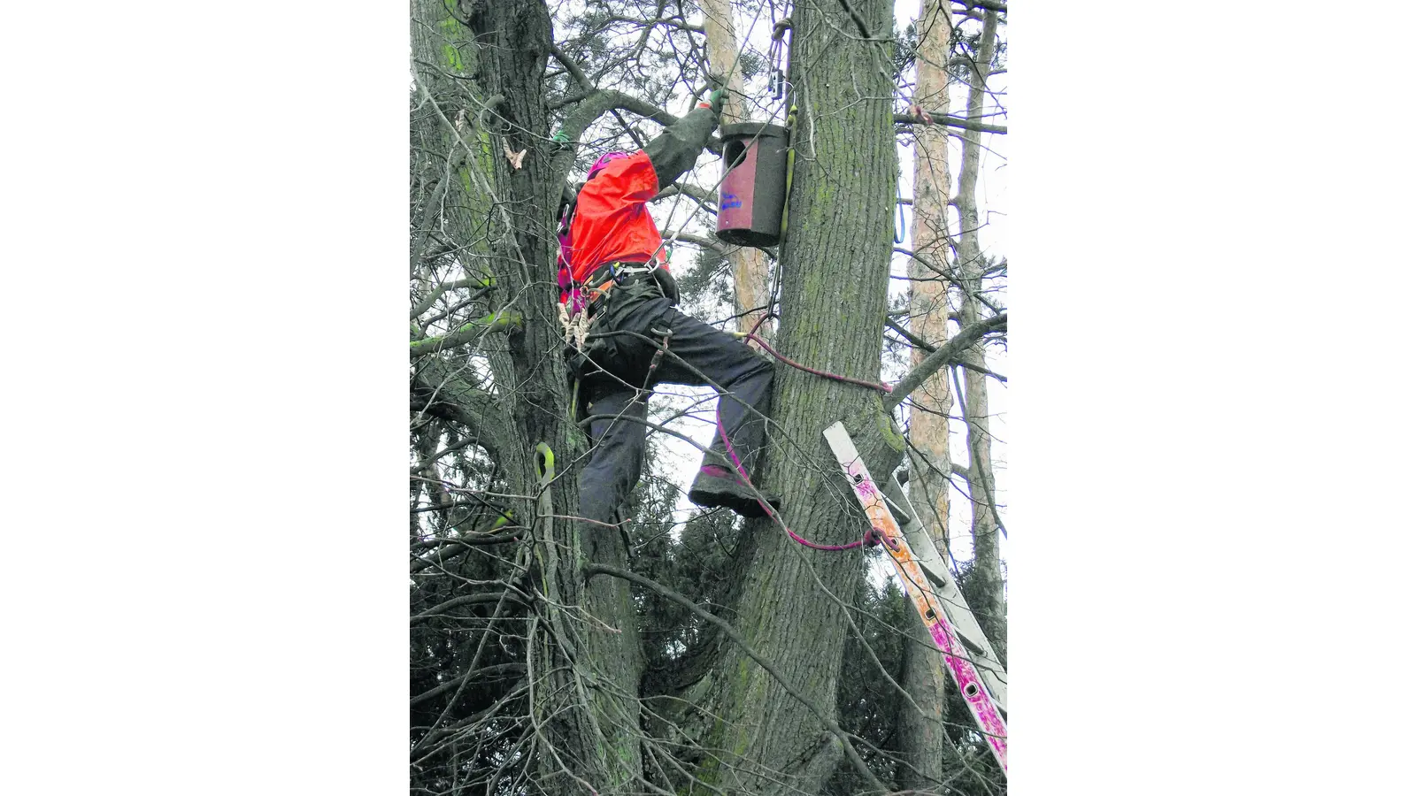 Neuer Brutplatz für den Waldkauz (Foto: gr)