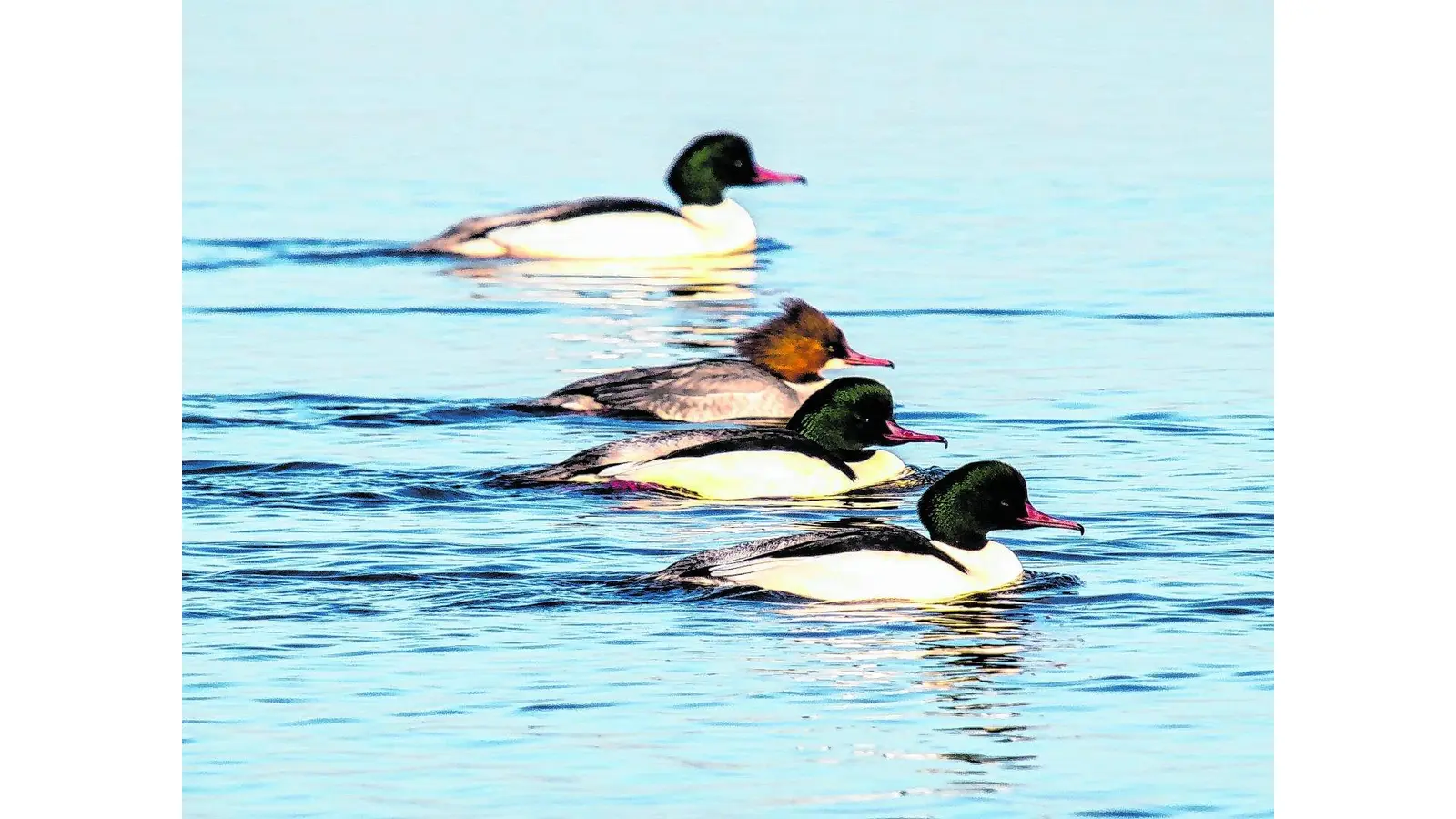 OLYMPUS DIGITAL CAMERA (Foto: red)