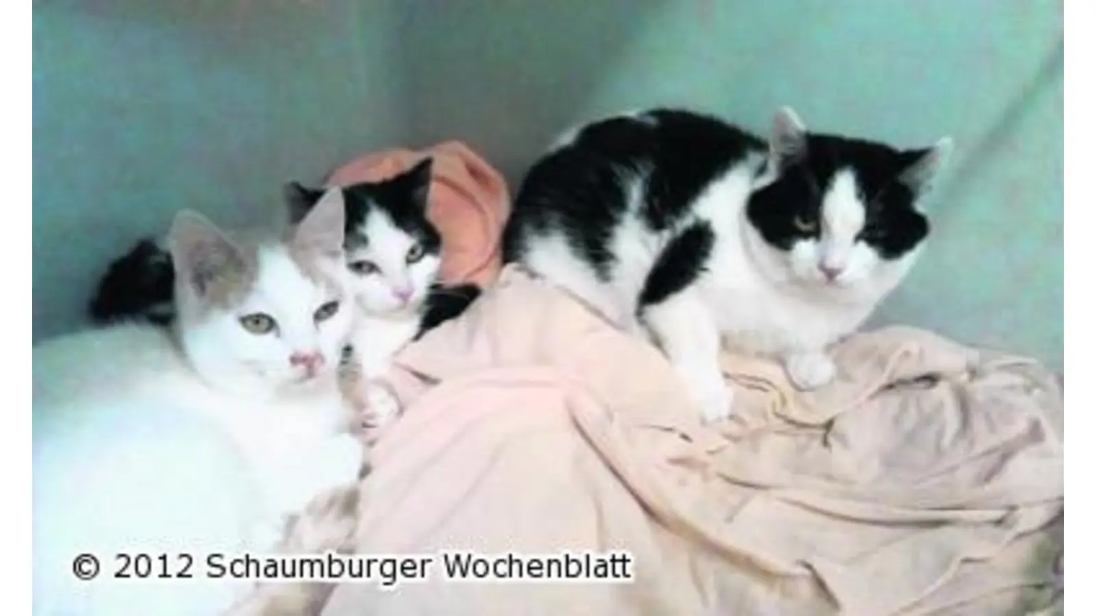 Auch Tiere haben manchmal einen Schutzengel (Foto: hb)
