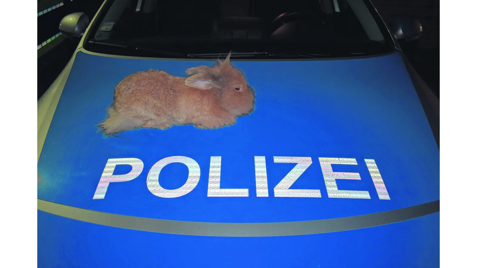 Kaninchen kehrt nach Hause zurück (Foto: mk)