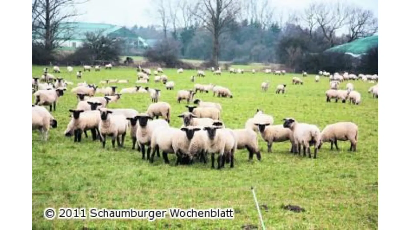 Mehrere hundert Schafe grasen in der Samtgemeinde (Foto: gi)