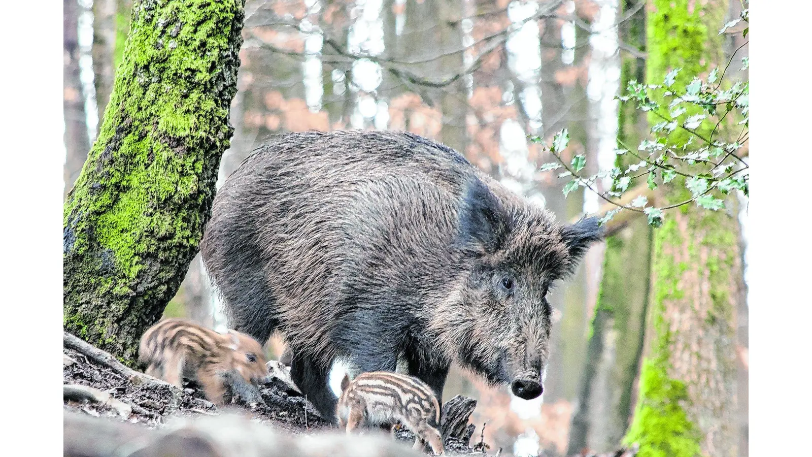 Die Wildschweine stürmen durch die Hofwiesen (Foto: jh)