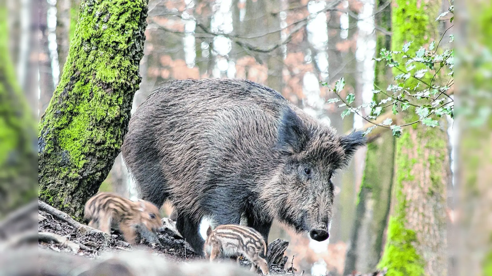 Die Wildschweine stürmen durch die Hofwiesen (Foto: jh)