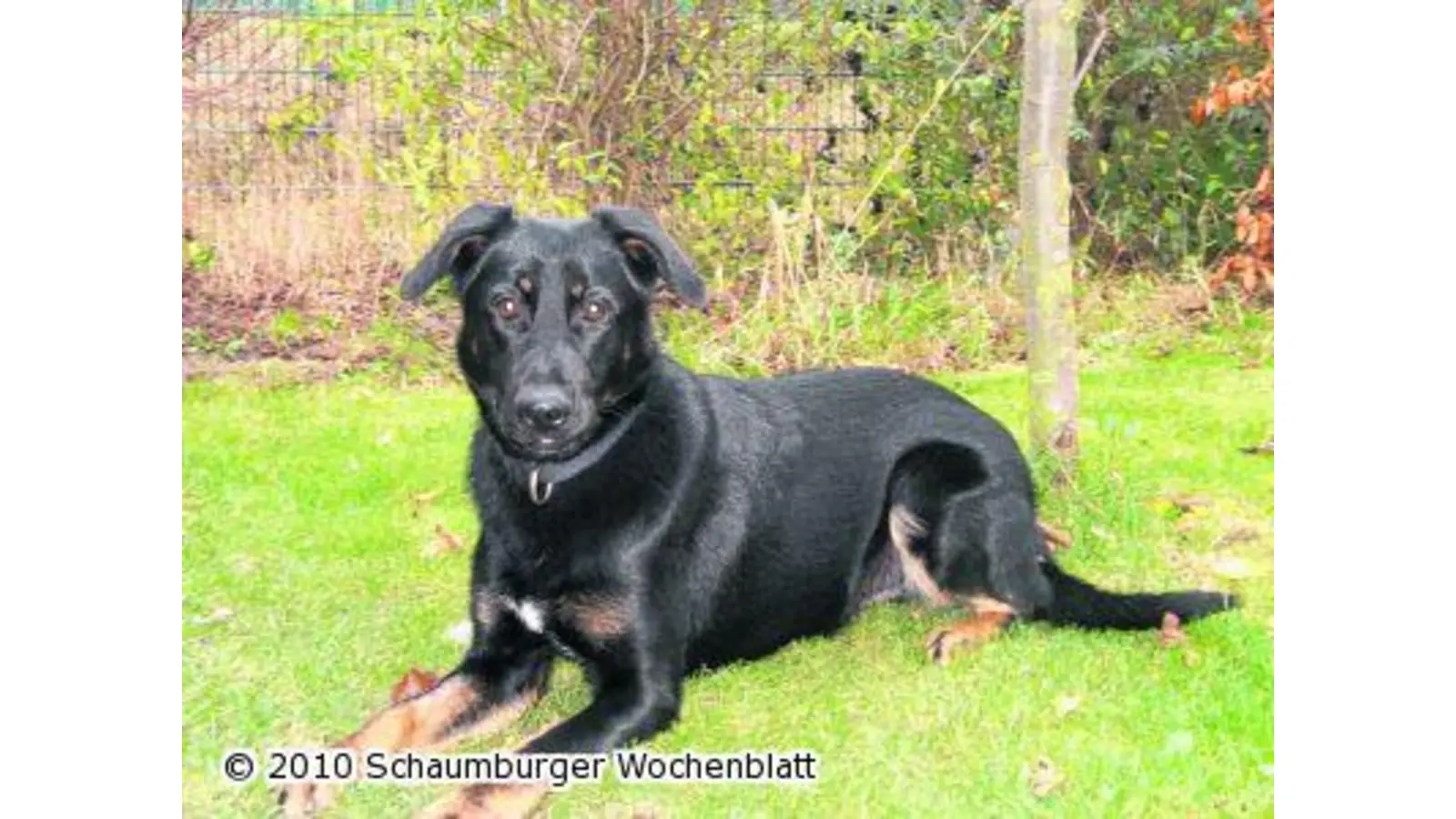 Ein echtes Energiebündel (Foto: pd)