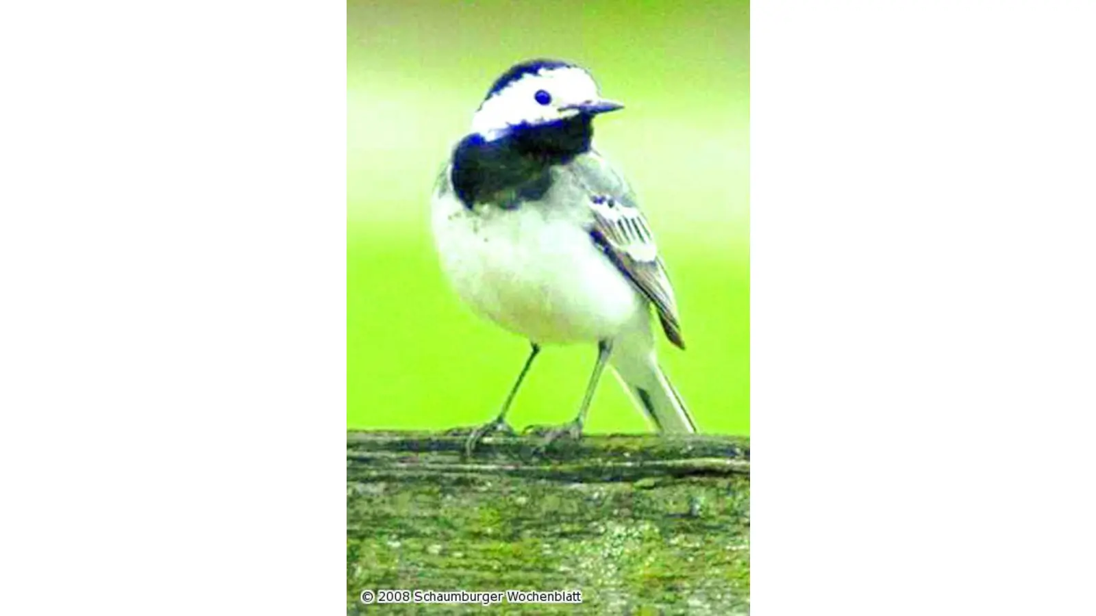 Vogelstimmen hören am Sonntagmorgen (Foto: tt)