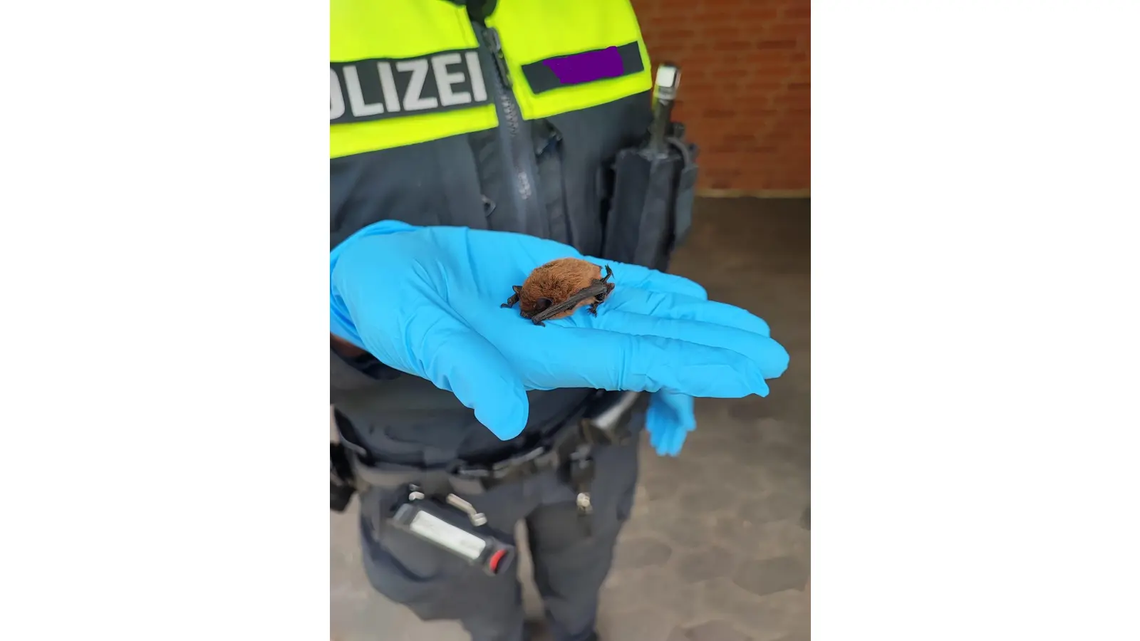 Die verletzte Zwergfledermaus. (Foto: privat)