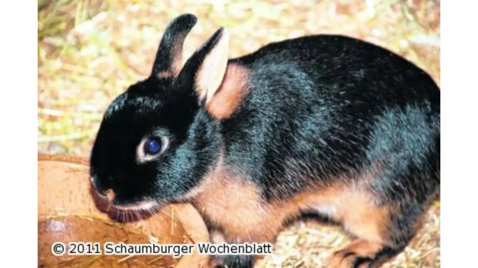 Vereinsschau der Kaninchenzüchter (Foto: red)