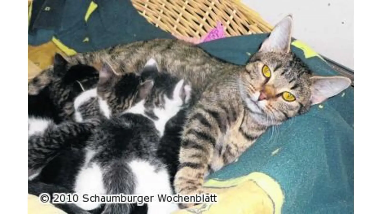 Katzenmutter mit sechs Welpen abzugeben (Foto: wtz)