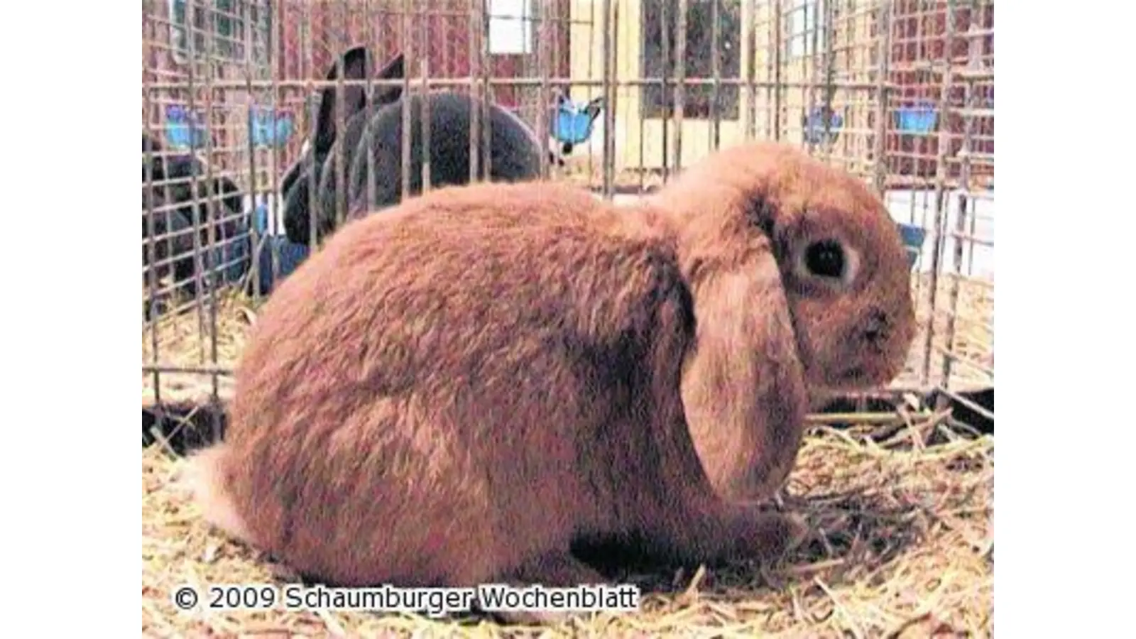 Rassekaninchen in der Mehrzweckhalle (Foto: ste)